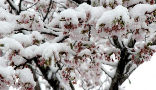 外出自粛の日曜に春の雪・満開の桜が白く綺麗に〜Fluffy, beautiful snow fell.〜